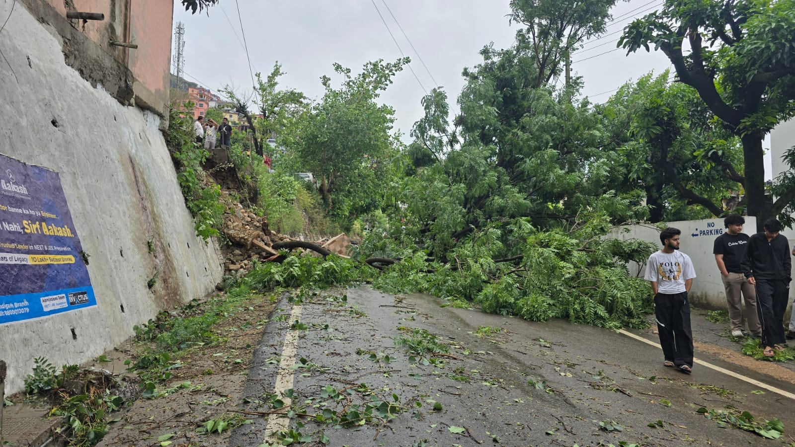 बिलासपुर में बिजली की तारों पर गिरा पेड़। संवाद