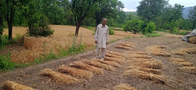 बिलासपुर में बिजली की तारों पर गिरा पेड़। संवाद