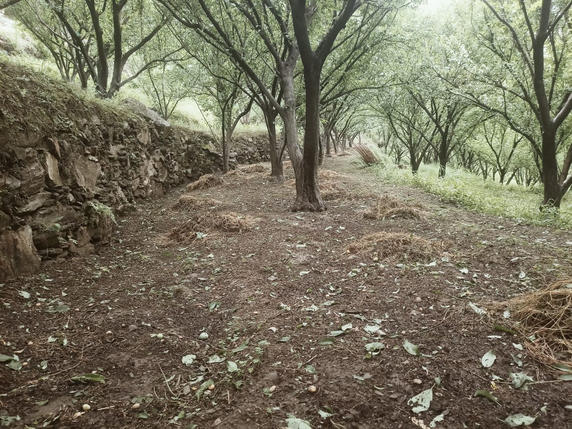 खनोटू में ओलावृष्टि से सेब की फसल को पहुंचा नुकसान। संवाद