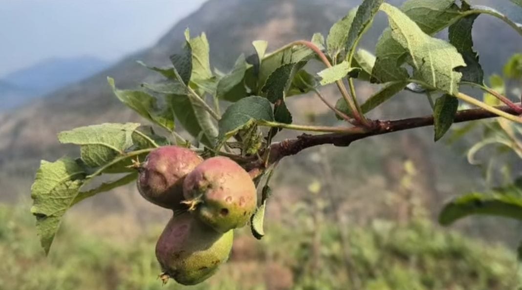 खनोटू में ओलावृष्टि से सेब की फसल को पहुंचा नुकसान। संवाद