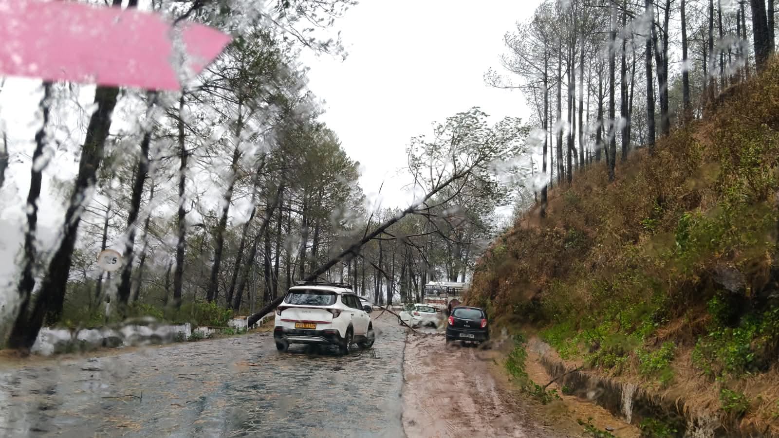 सिरमौर के धौलाकुआं में स्ट्राबेरी की फसल को पहुंचा नुकसान। संवाद