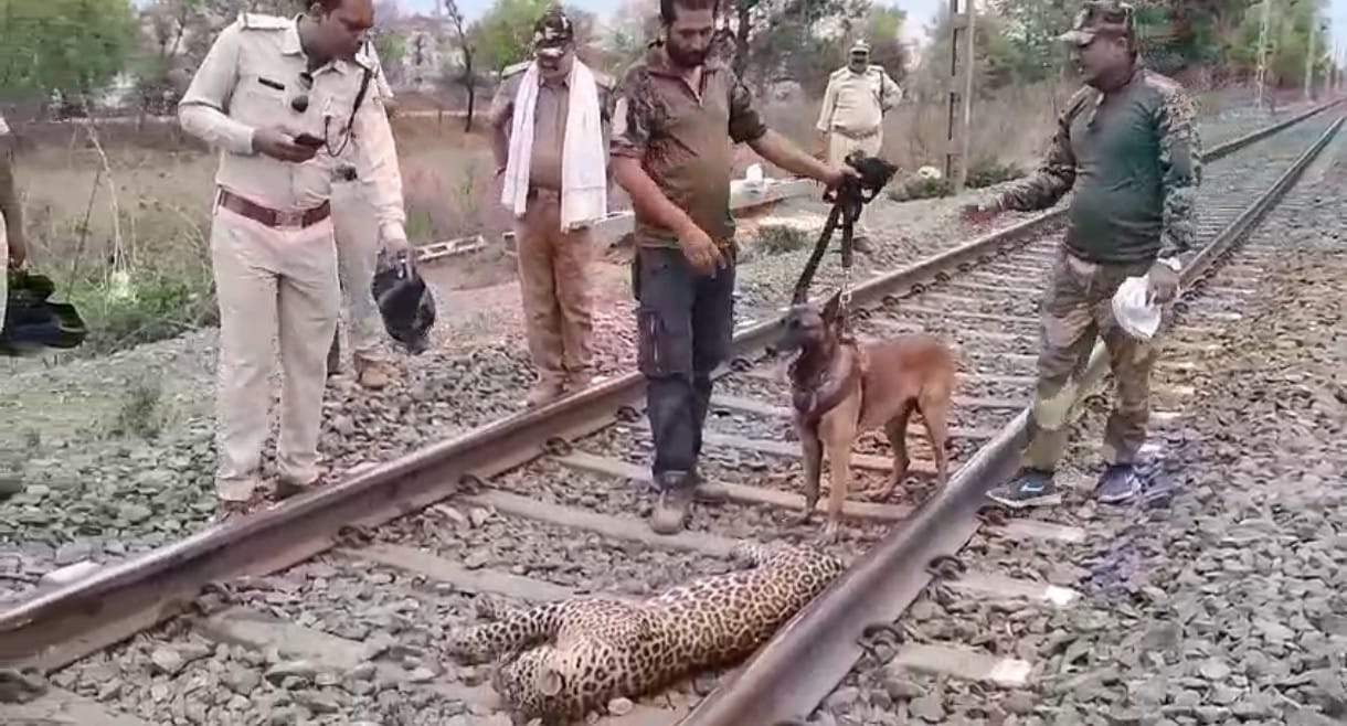 तेंदुए की मौत