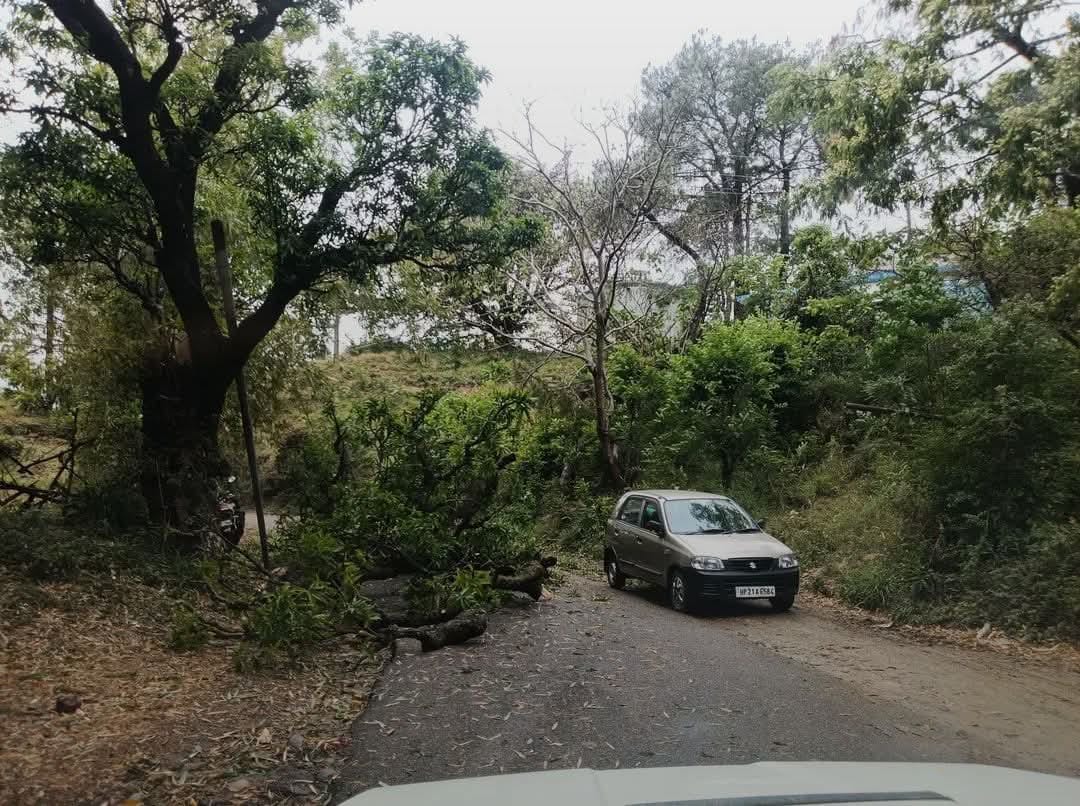 ककड़ियाणा में बारिश में भीगी गेहूं की फसल। संवाद