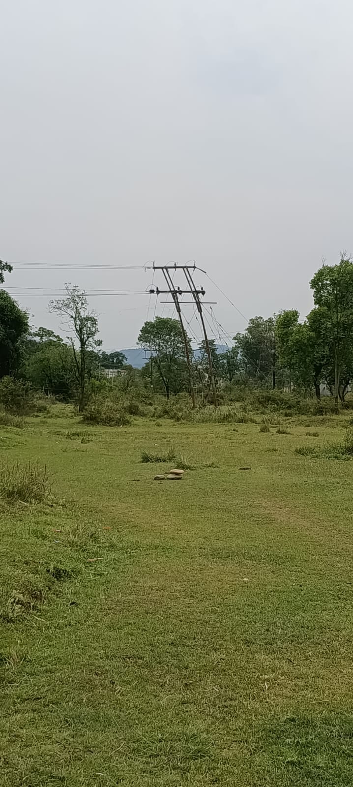 ककड़ियाणा में बारिश में भीगी गेहूं की फसल। संवाद