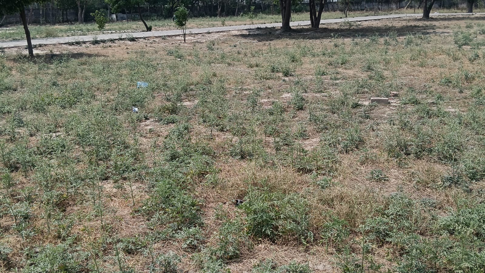पट्टी अफगान खेल स्टेडियम का टूटा हुआ शेड। संवाद
