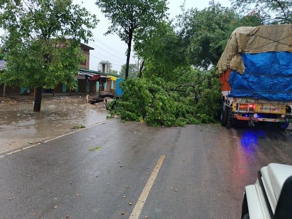 सुबह आई तेज आंधी में बोझिया मोड़ पर जड़ से उखड़ा पड़ा गोल्ड मोहर का पेड़। संवाद