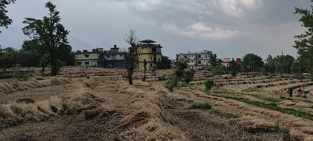 थुरल में रविवार को हुई भारी बारिश से खेतों में भीग गई गेहूं की फसल। संवाद