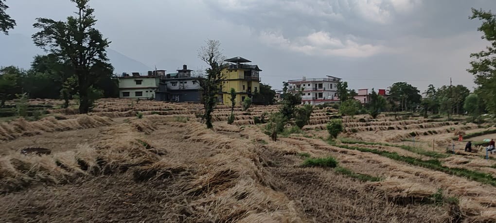 थुरल में रविवार को हुई भारी बारिश से खेतों में भीग गई गेहूं की फसल। संवाद