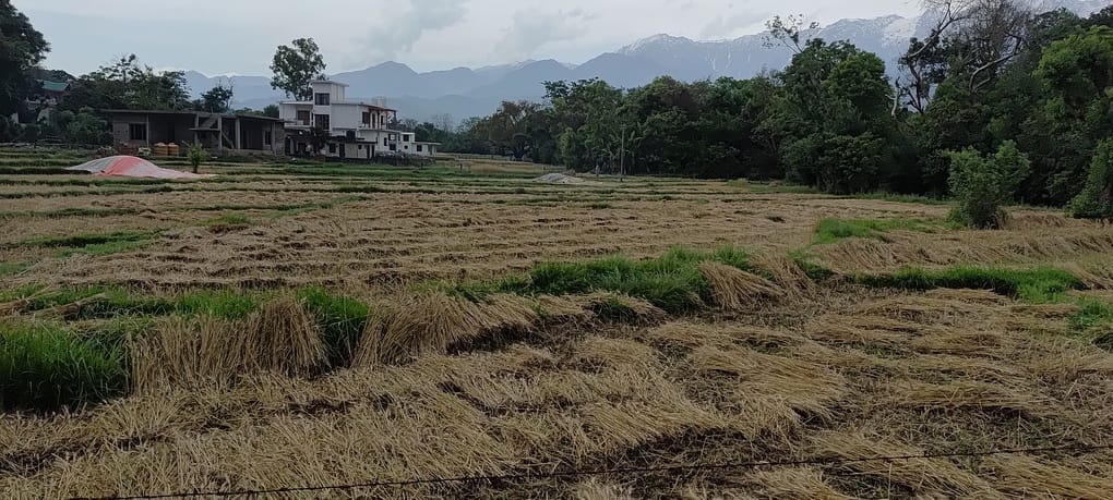 थुरल में रविवार को हुई भारी बारिश से खेतों में भीग गई गेहूं की फसल। संवाद