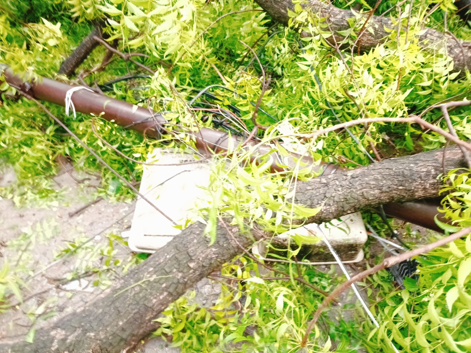 फोटो 05 एचएएमपी 47- तहसील परिसर में पेड़ हटाते एसडीएम व तहसीलदार। संवाद