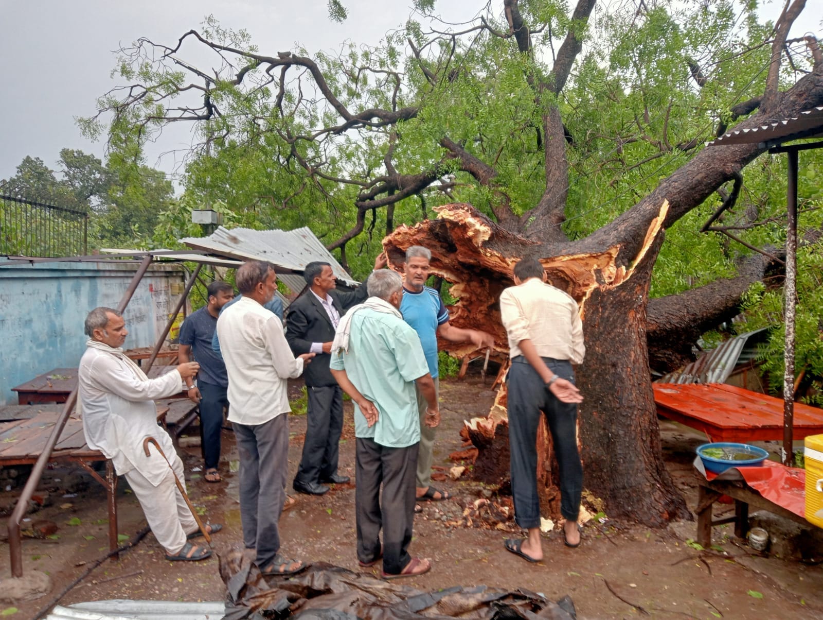 फोटो 05 एचएएमपी 47- तहसील परिसर में पेड़ हटाते एसडीएम व तहसीलदार। संवाद