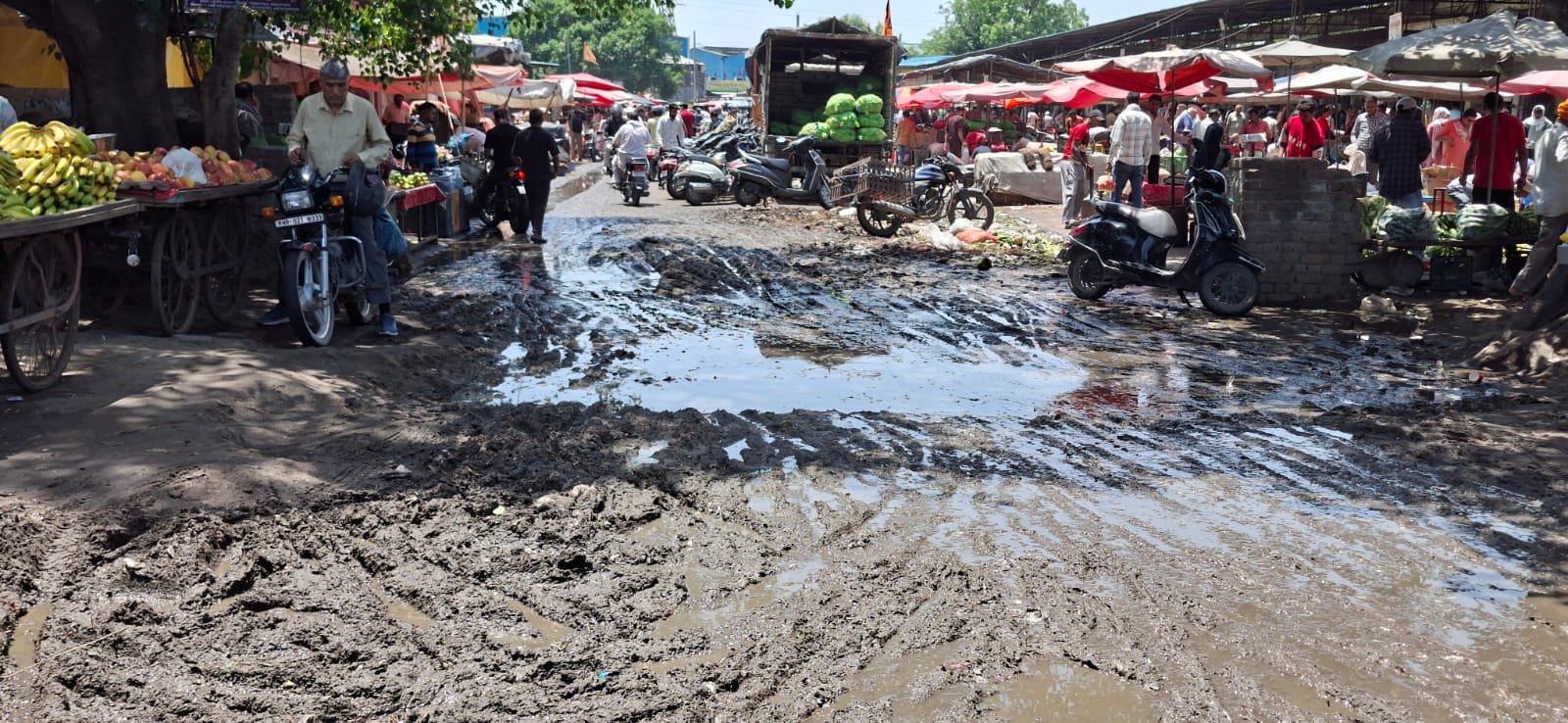 मुसिंबल गांव में गिरा पीपल का पेड़। पाठक
