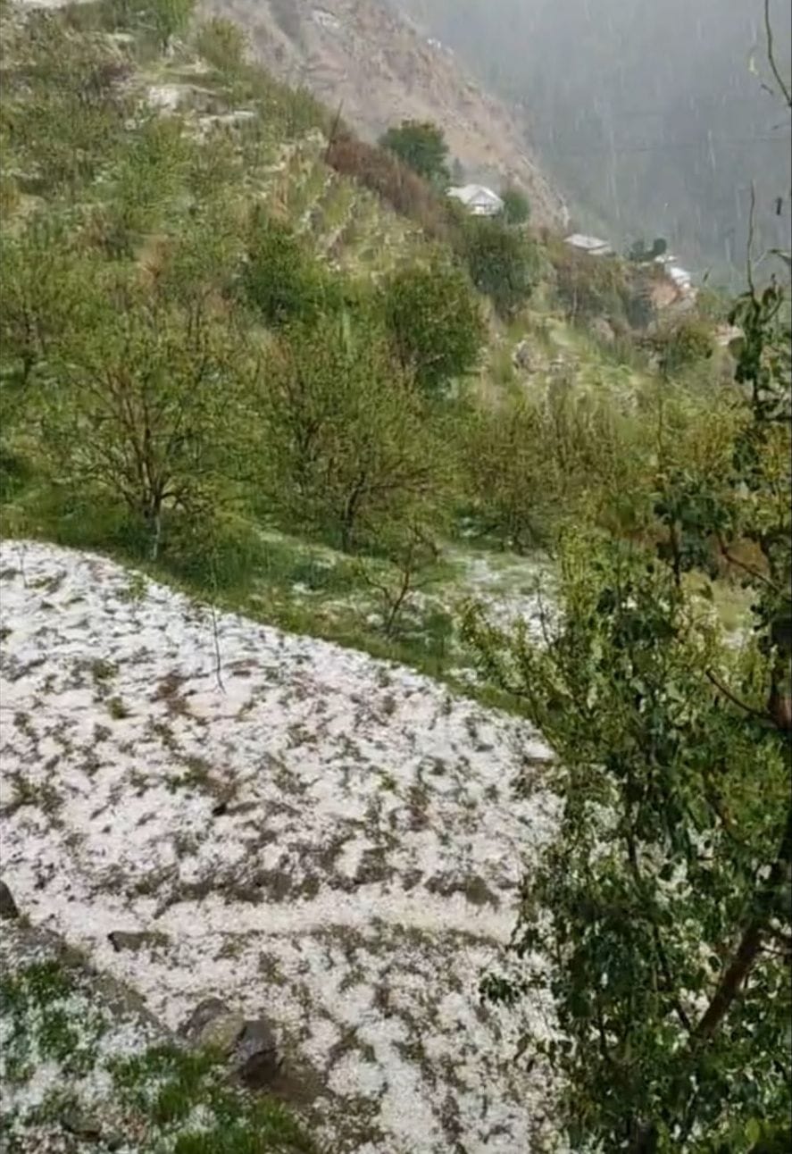 बुधवार को रामपुर के ब्रांदली क्षेत्र में हुई ओलावृष्टि। संवाद