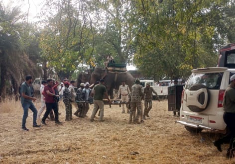 फोटो - 14 नर बाघ। फाइल फोटो फोटो - 14 नर बाघ। फाइल फोटो