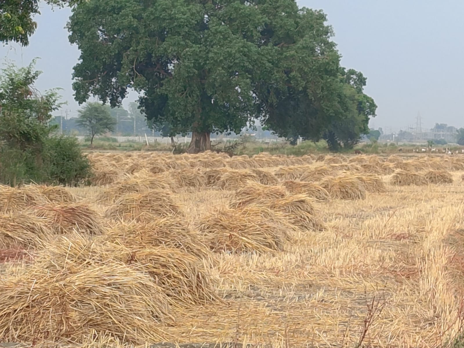 फोटो-23-लाइट जलाकर आवागमन करते बाइक सवार।संवाद फोटो-23-लाइट जलाकर आवागमन करते बाइक सवार।संवाद
