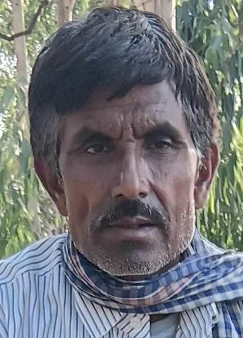 कांट क्षेत्र स्थित एक बाग में लगे आम के पेड़। संवाद