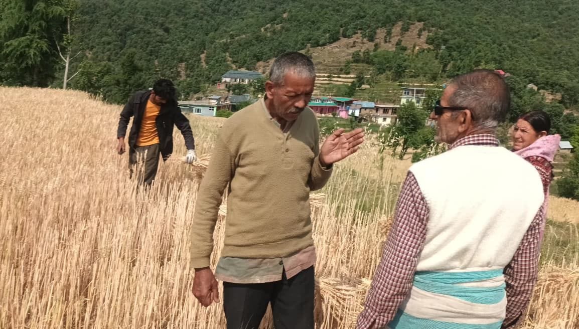 मंडी जिला के कोटली में बुधवार रात हुई ओलावृष्टि से खेतों में बिछी सफेद चादर। स्रोत जागरूक पाठक मंडी जिला के कोटली में बुधवार रात हुई ओलावृष्टि से खेतों में बिछी सफेद चादर। स्रोत जागरूक पाठक