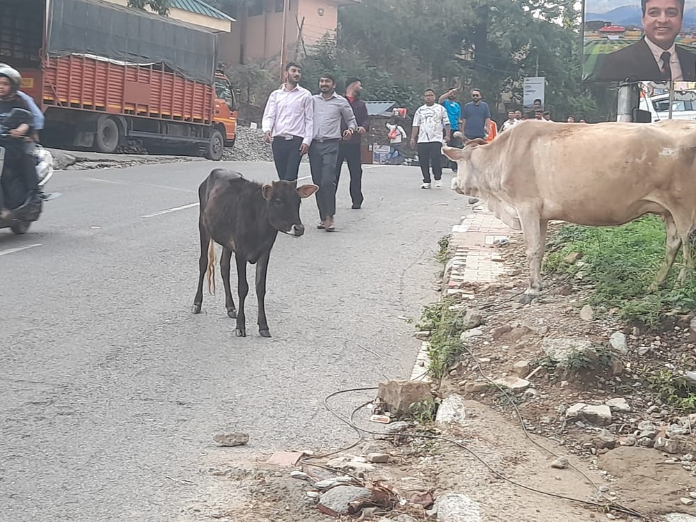 डीपीआरओ कार्यालय के पास लटकी फाईवर की तार लोगों के लिए बन रही परेशानी।