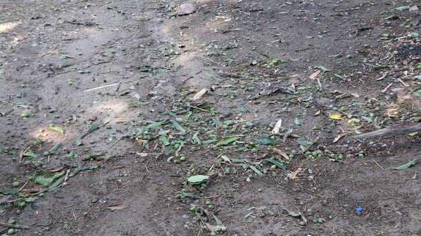 धर्मशाला के पासू में आंधड़ से जमीन पर गिरी आम की फसल। अमर उजाला