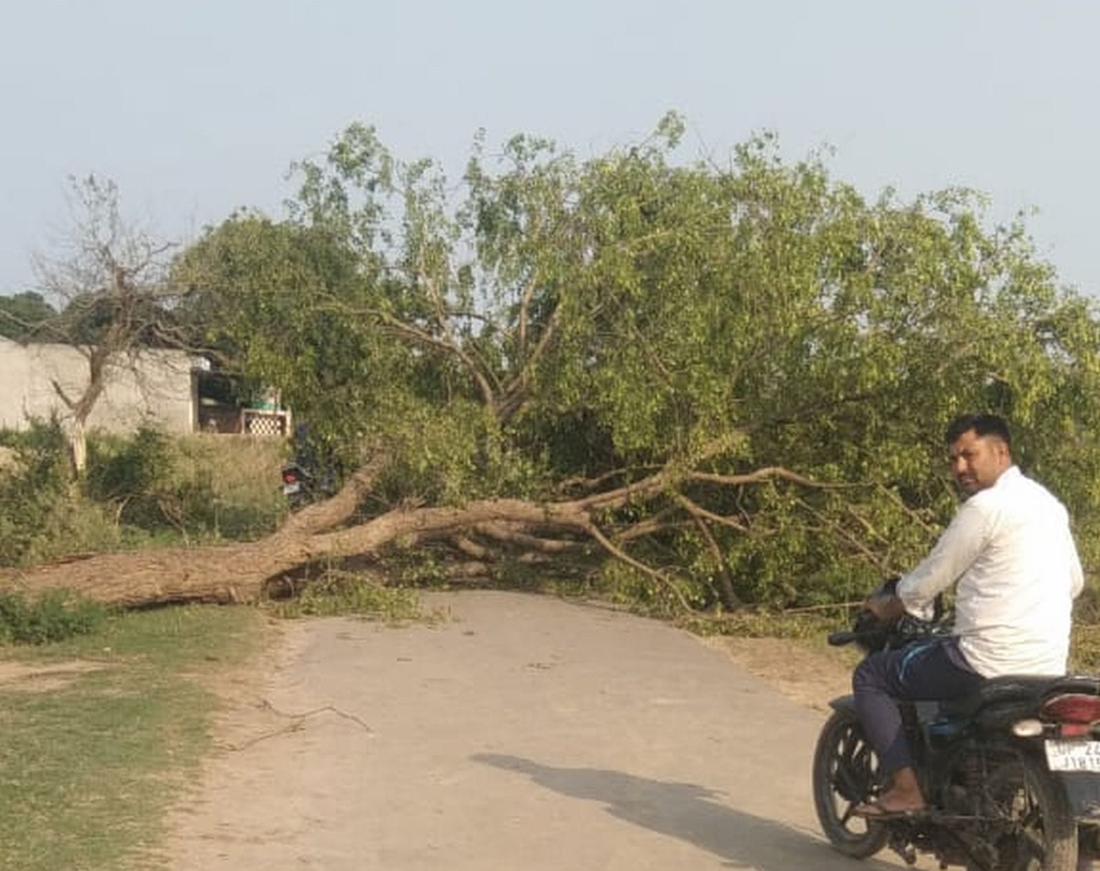 बिल्सी क्षेत्र के गांव रफीनगर-खितौरा मार्ग पर टूटा पड़ा पेड़। संवाद