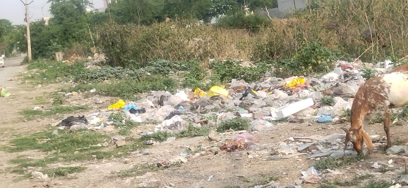 कुरुक्षेत्र। पलवल रोड पर फैला कचरा। संवाद