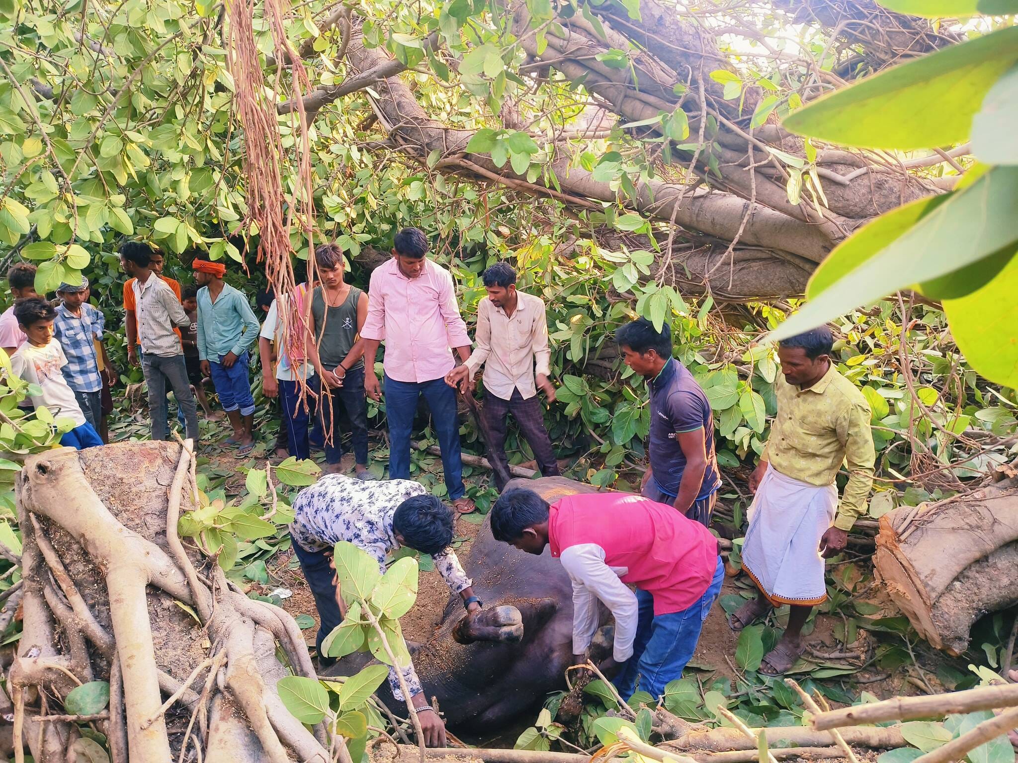 भरवारी मूरतगंज मार्ग के रोही में गिरा पेड़ व बिजली का खंभा। संवाद
