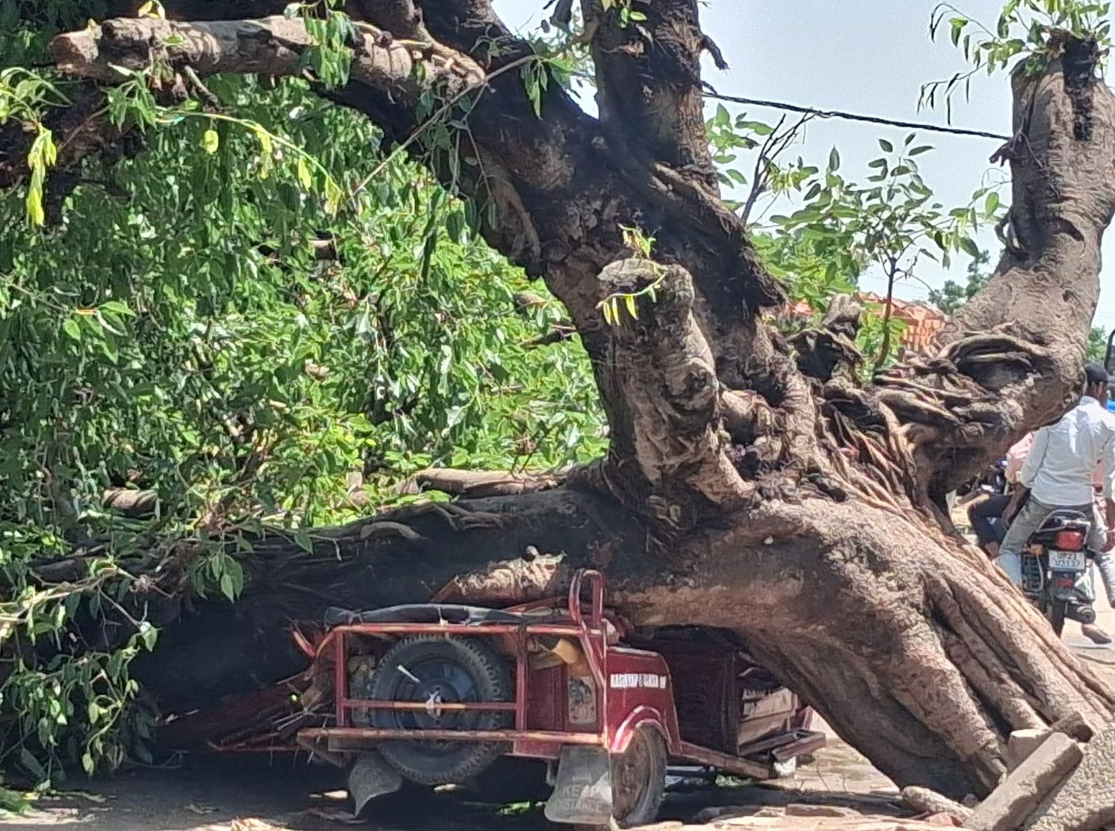 डंपर पर गिरा पेड़। संवाद डंपर पर गिरा पेड़। संवाद