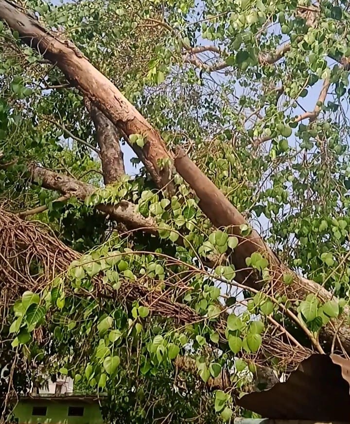 आंधी बारिश के चलते दुबहर क्षेत्र के सवरुबांध गांव में गिरा पेड़। संवाद