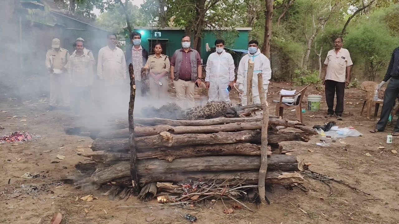 बांधवगढ़ के जंगल में मिला तेंदुआ शावक का शव, मौत की वजह बनी रहस्य