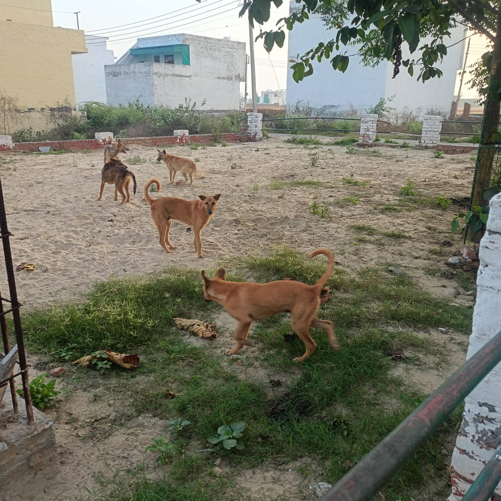 फ्रैंड्स कॉलोनी में घूमते आवारा कुत्ते। संवाद फ्रैंड्स कॉलोनी में घूमते आवारा कुत्ते। संवाद