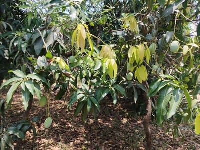 मोहम्मद आसिफ