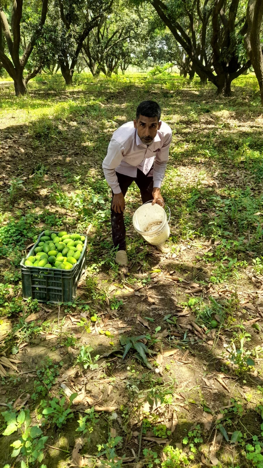 नानौता में भूरा सिद्दीकी के मकान पर गिरा बिजली का खंभा। संवाद