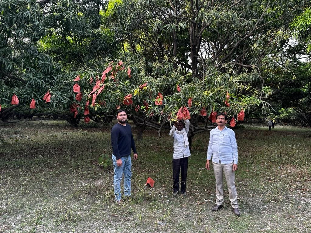 किसानों को बैग बांटते एसडीएम और मंडी सचिव व मैंगो बैग का इस्तेमाल करते बागवान।