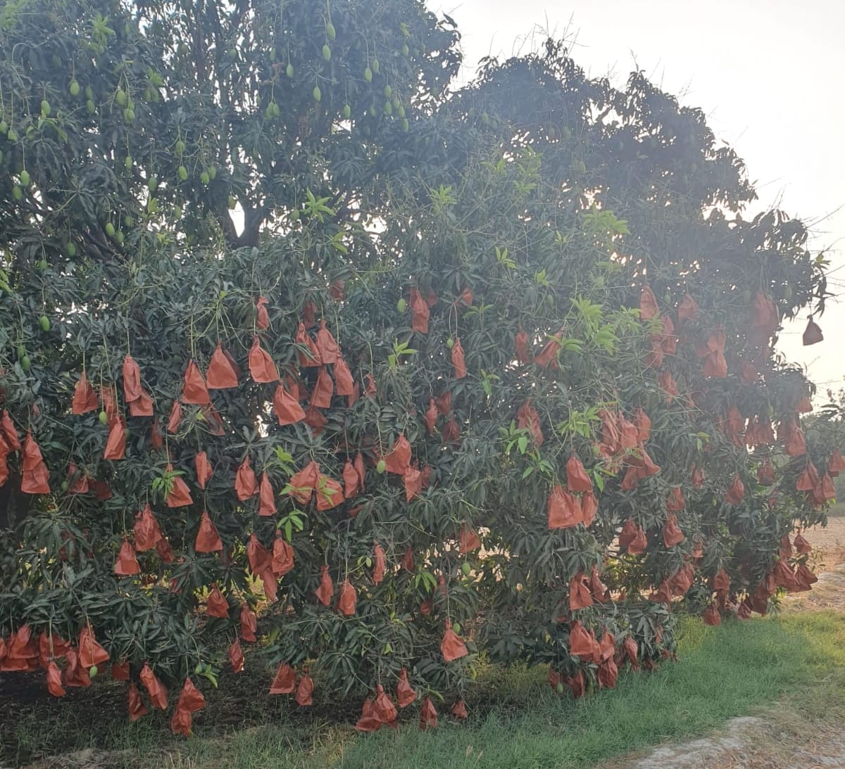 किसानों को बैग बांटते एसडीएम और मंडी सचिव व मैंगो बैग का इस्तेमाल करते बागवान।