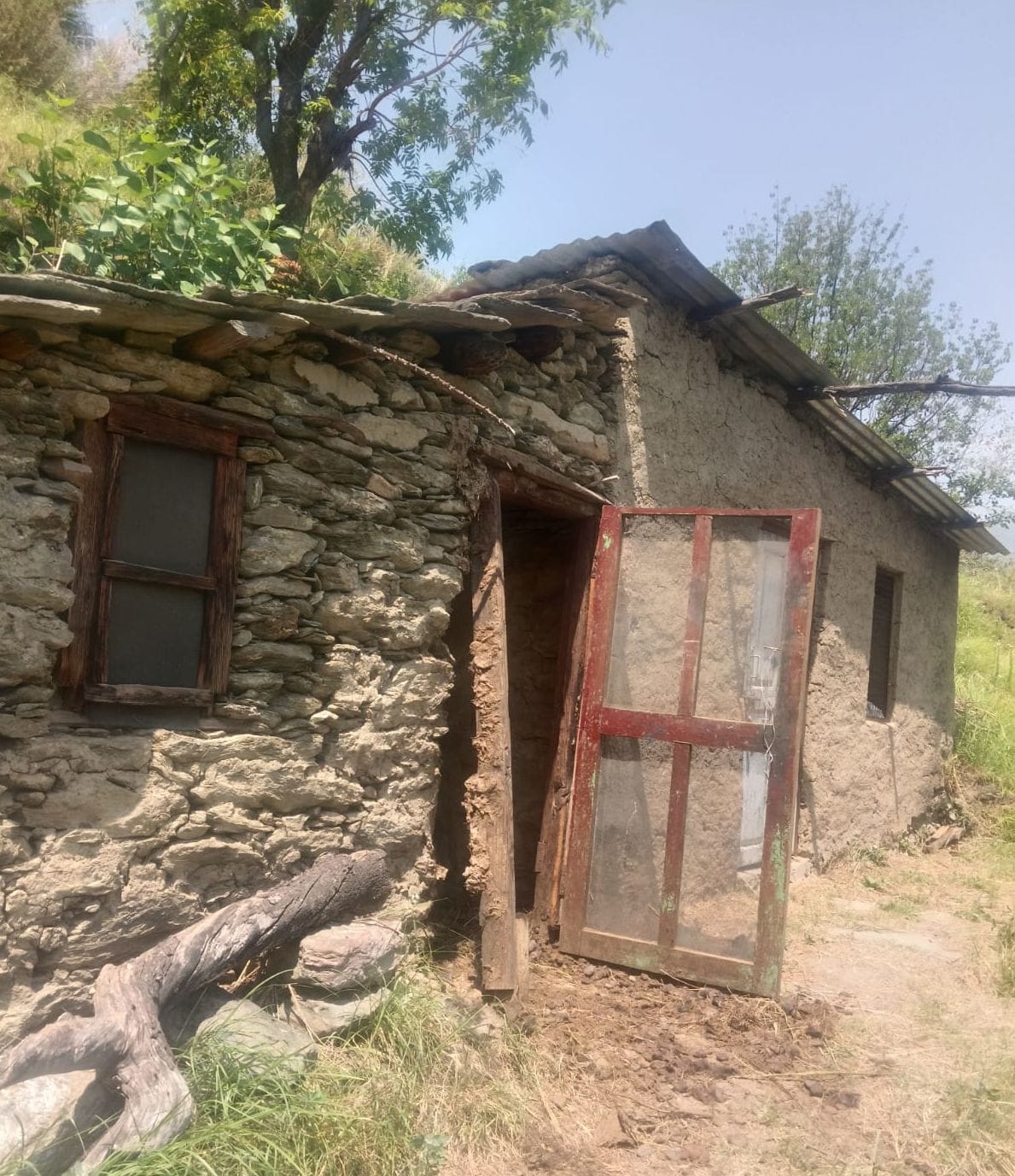 ननखड़ी के शरण गांव में भालू ने गुठलीदार फलों के पेड़ों को पहुंचाया नुकसान। संवाद