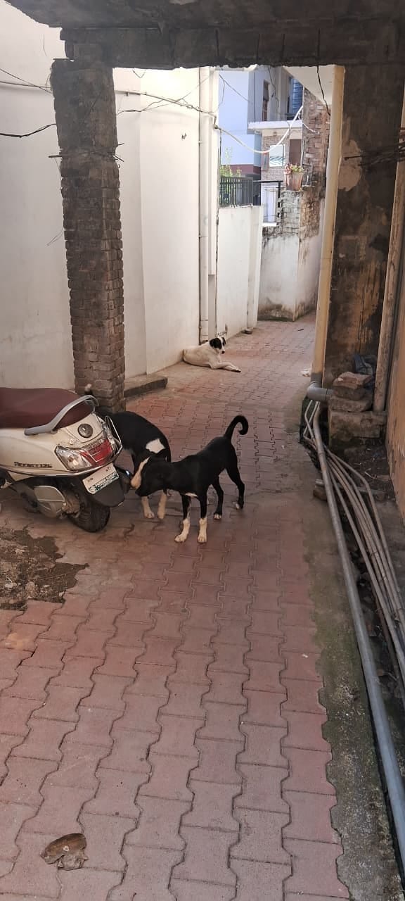 अजय कुमार निवासी बिझड़ी