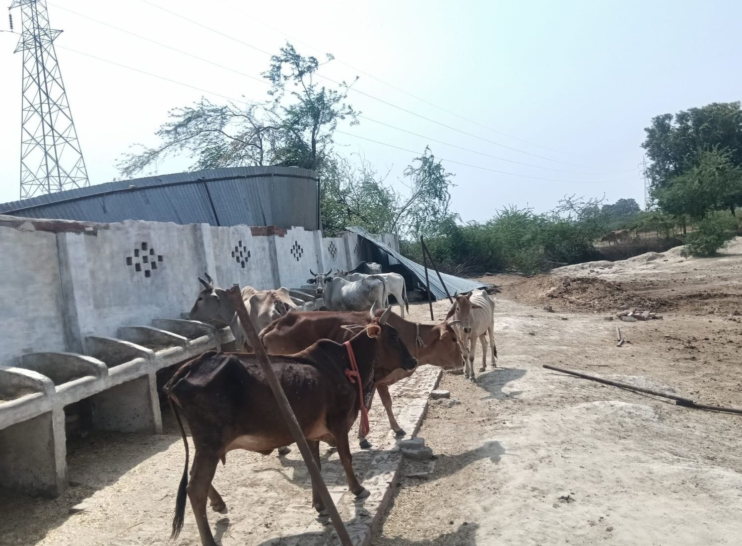 फोटो-1-मिर्जापुर अजिगांव में खुले हौज में भरा पानी पीते मवेशी। संवाद