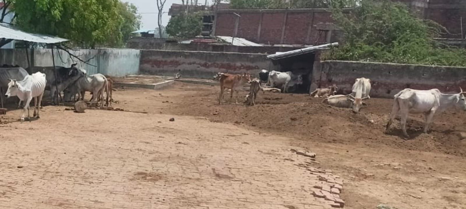 फोटो-1-मिर्जापुर अजिगांव में खुले हौज में भरा पानी पीते मवेशी। संवाद