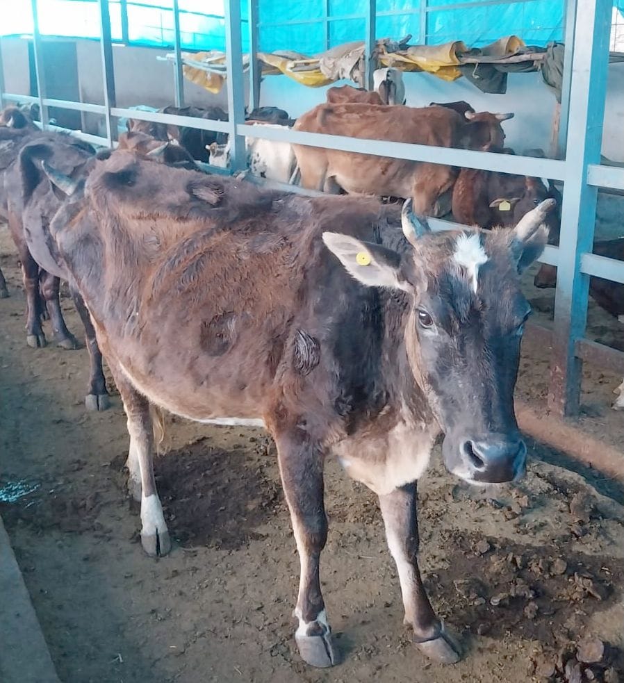 रतनपुर गोशाला से दत्तनगर पहुंचाए पशु। संवाद
