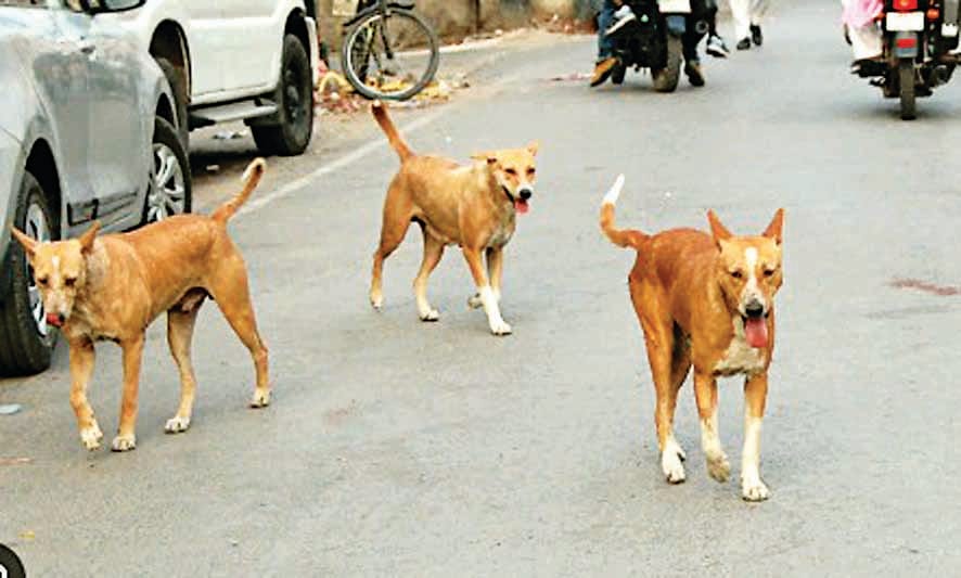शहर में आवारा कुत्ते।