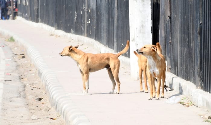 शहर में आवारा कुत्ते।