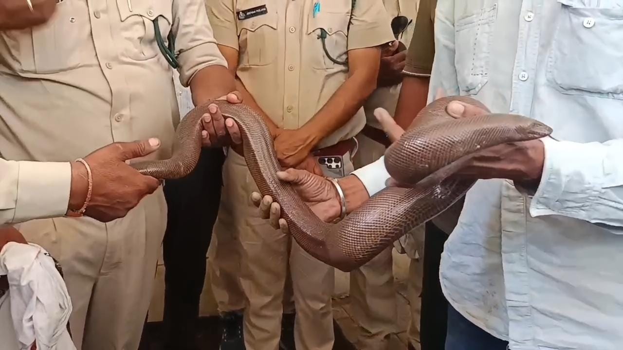 ऐसे पकड़ाया सांप ऐसे पकड़ाया सांप