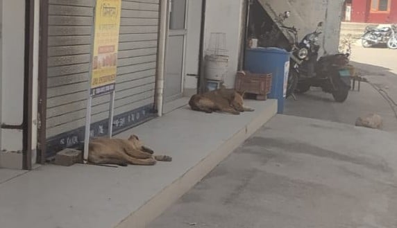 नगर निगम हमीरपुर के तहत हमीरपुर बाजार में बैठे लावारिस कुत्ते। संवाद