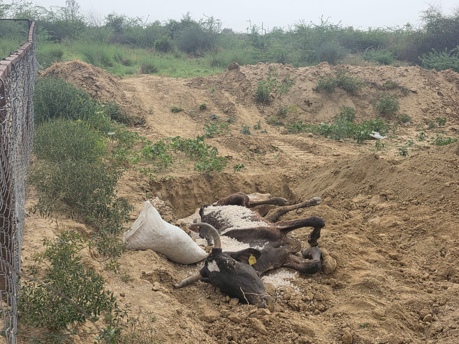 मृतक गाय को गड्ढे में डालते हुए और ट्रक में लाते हुए रिफाइनरी थाना प्रभारी पशु आईपीएस जयविन्द ग