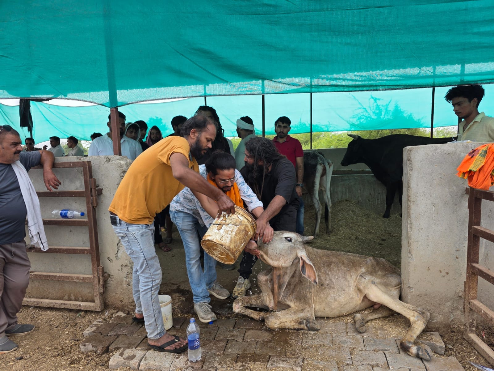 मृतक गाय को गड्ढे में डालते हुए और ट्रक में लाते हुए रिफाइनरी थाना प्रभारी पशु आईपीएस जयविन्द ग