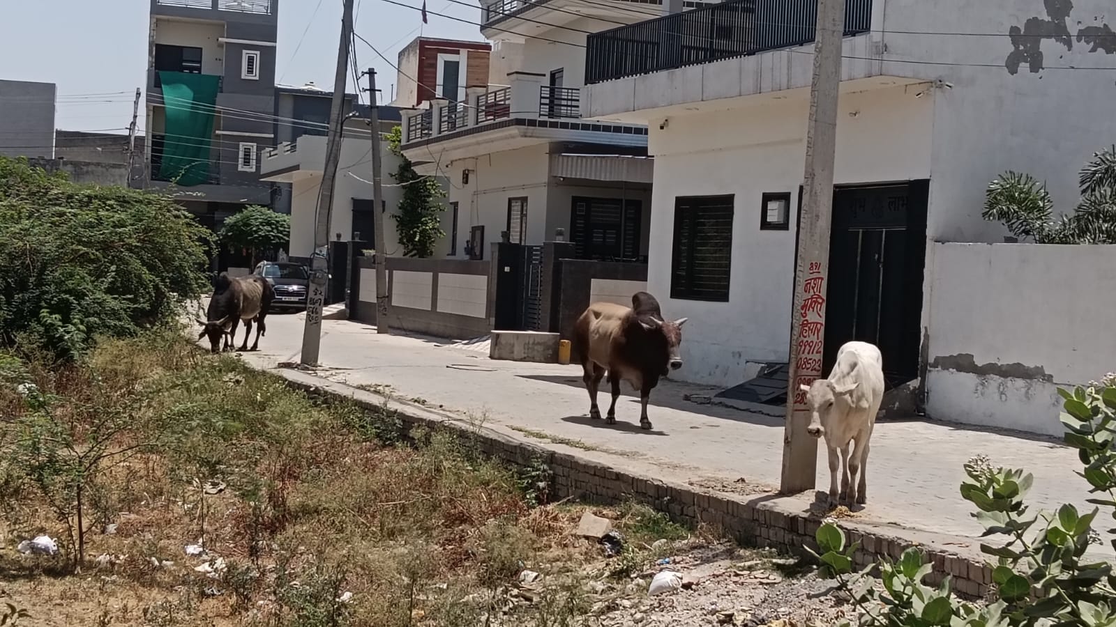 काजल