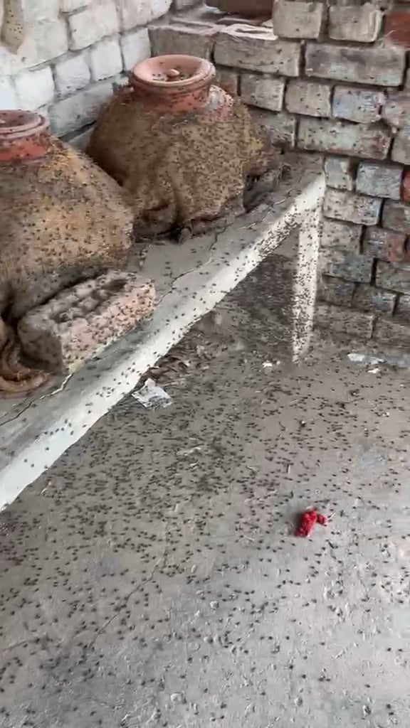 मटकों पर बैठी मक्खियां