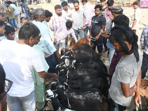 बकरा मंडी में उमड़े खरीदार।
