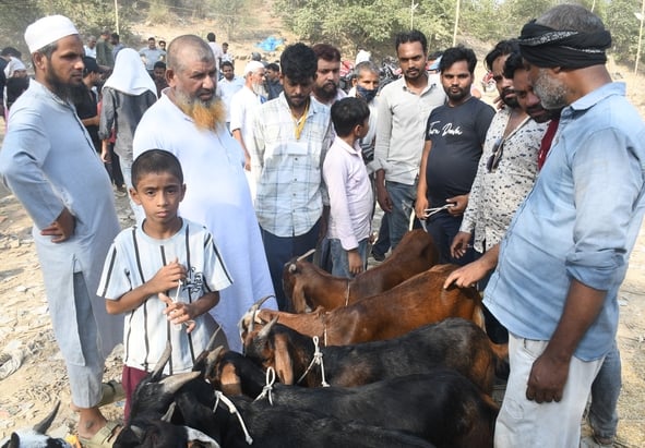 बकरा मंडी में उमड़े खरीदार।