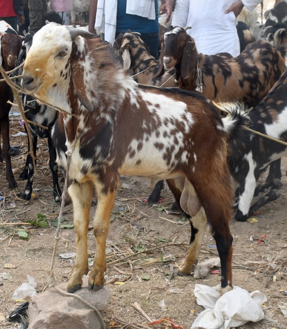 बकरा मंडी में उमड़े खरीदार।